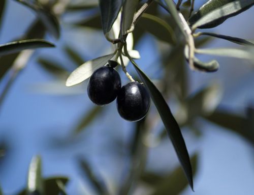Toulon célèbre la laïcité par la plantation d’un olivier au cœur de la ville