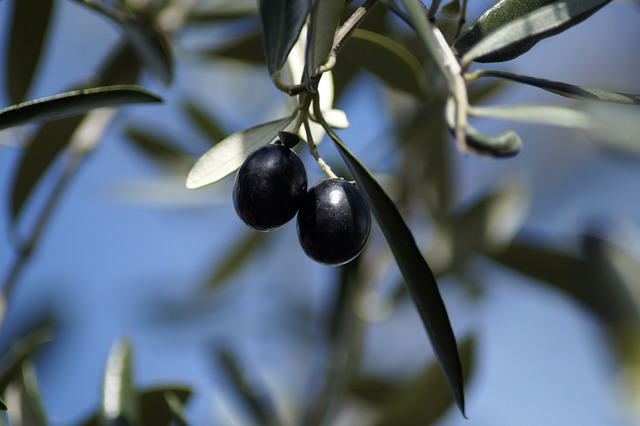 olivier toulon laïcité oliviers ollioules