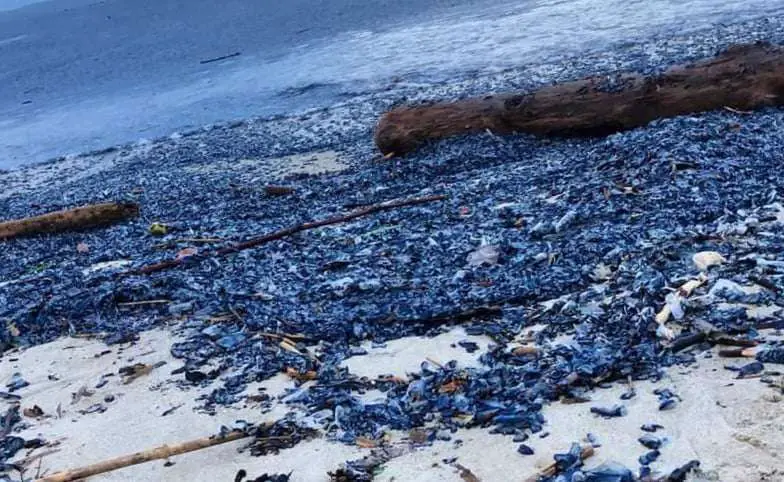 Les vélelles, spectaculaires créatures marines échouées sur les plages, sont inoffensives pour l'homme et jouent un rôle écologique important.