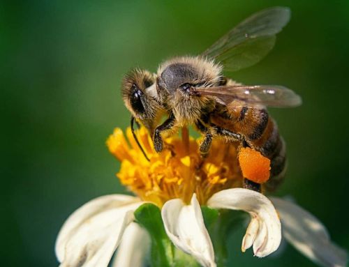 Découvrez comment une marche de 450 km d’un varois sauve les abeilles et transforme les écoles
