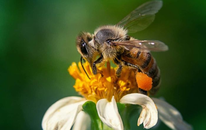 sauve les abeilles