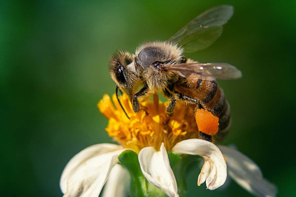 sauve les abeilles