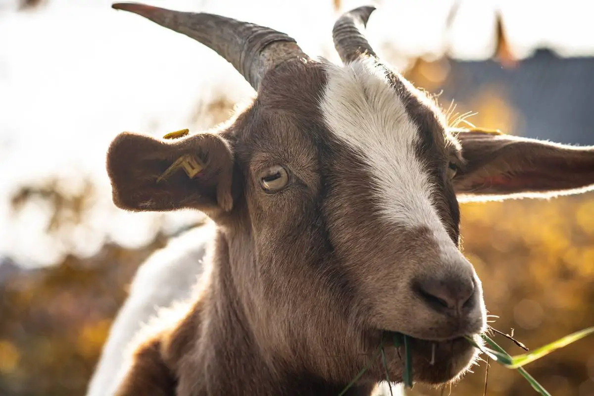 éleveuse de chèvres cancer chèvres et moutons au faron