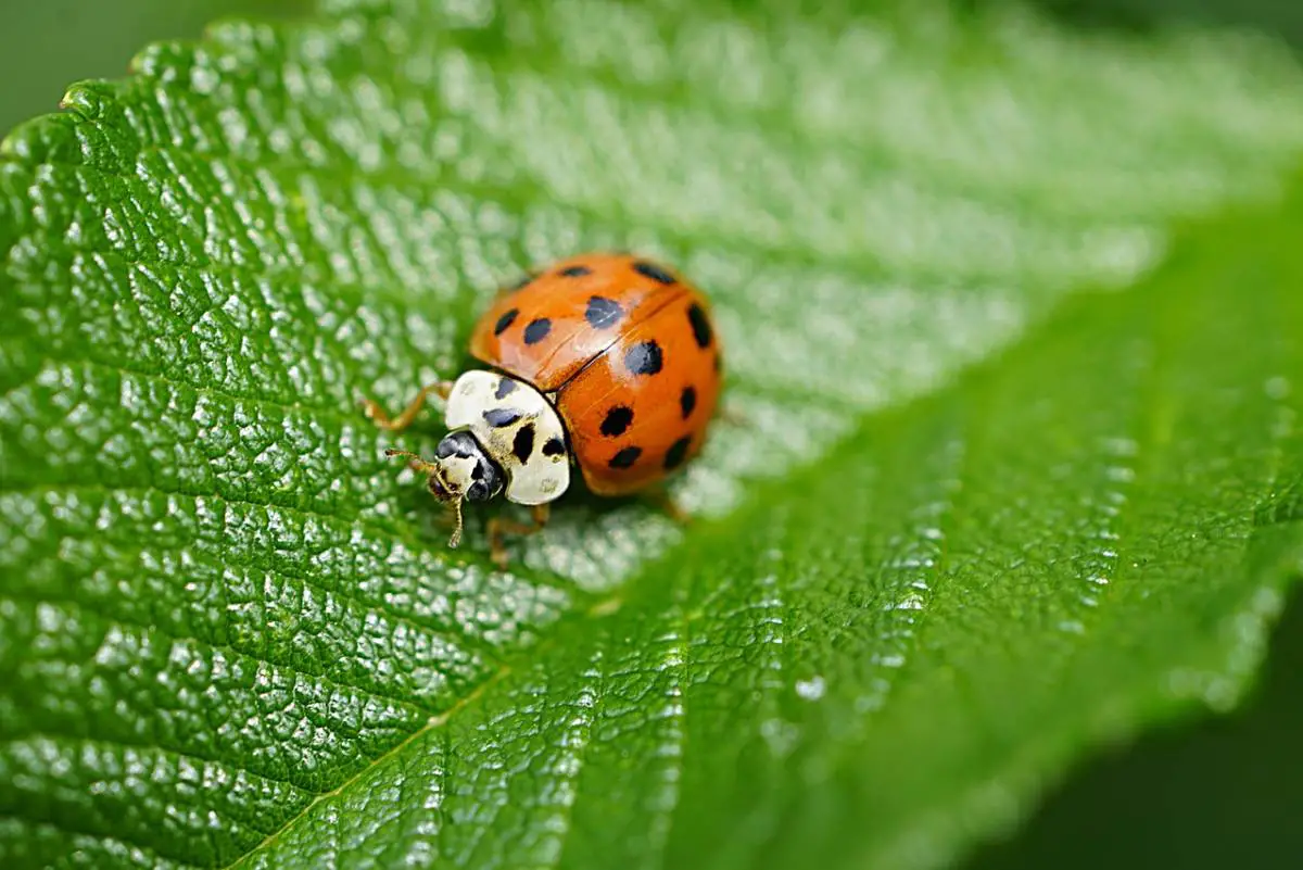 invasion coccinelle asiatique