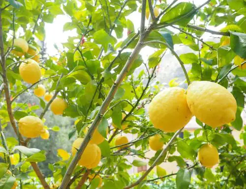 Un citronnier en pleine forme dans le Var : découvrez l’astuce indispensable avant mi-avril