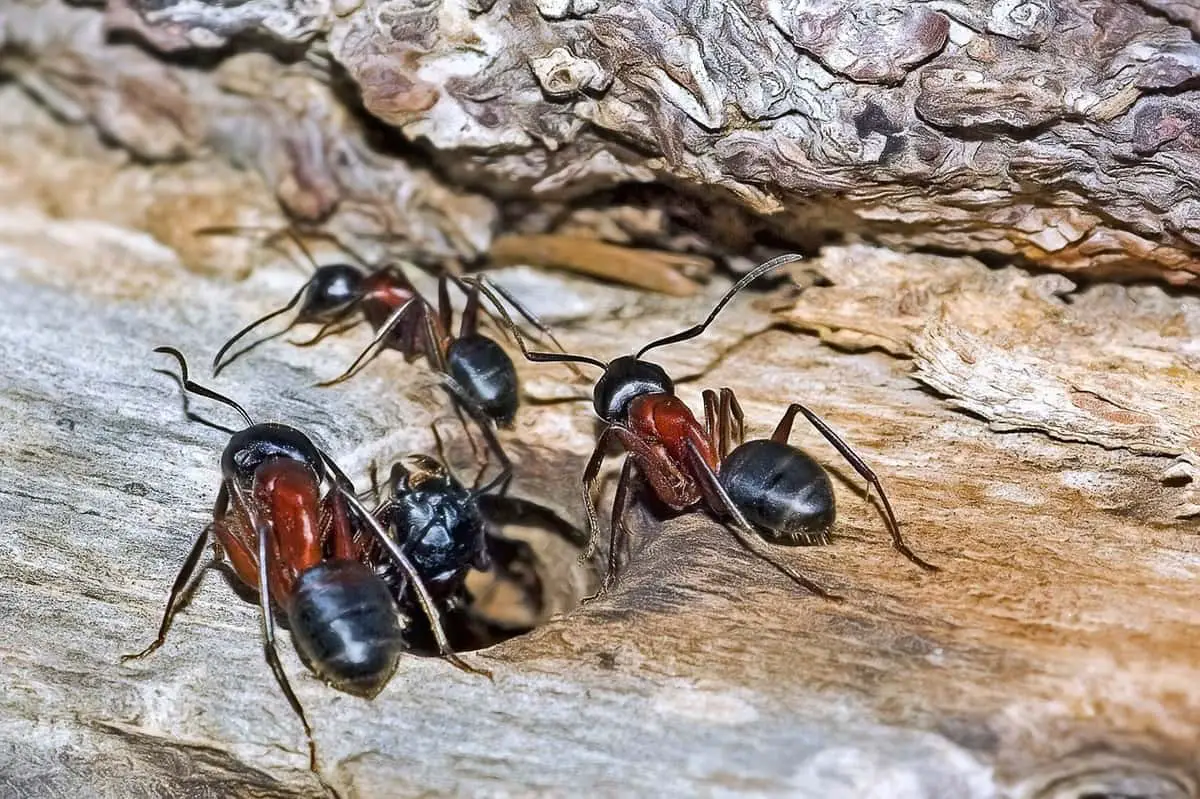 Fourmis envahissantes