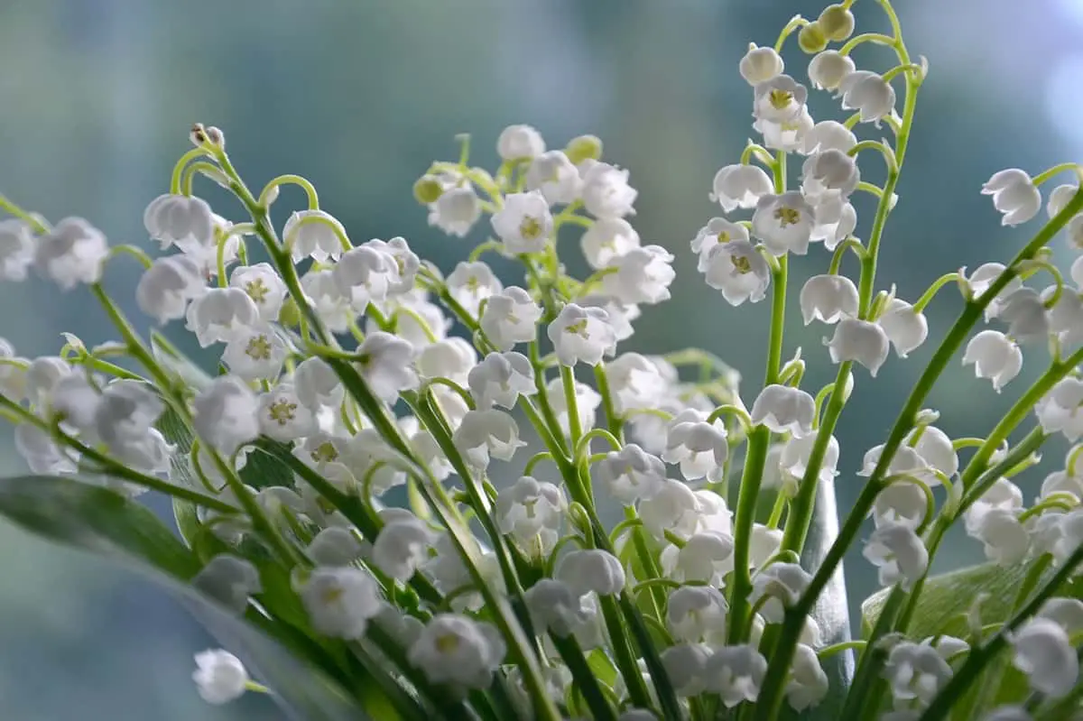 règles vente de muguet