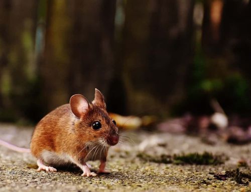 Le dégoût à Marseille : le procès choquant de la souris mangée vivante est reporté