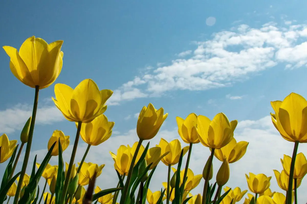 tulipes de carquieranne