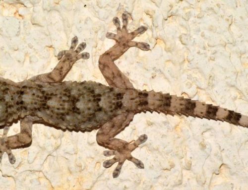 Le Gecko : Nouveau Roi des Murailles