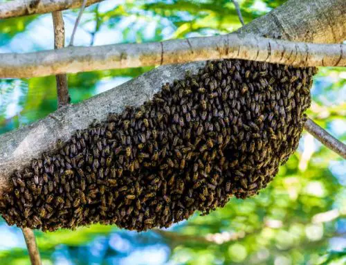 Essaimage des abeilles au printemps dans le Var : comment réagir ?