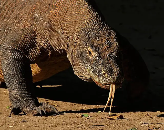 La Barben Komodo La Barben Komodo