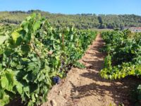 Salon de l’Agriculture Var circuits courts Indemnisation gel grêle agriculteurs Var 2025 Des vignes dans le Var