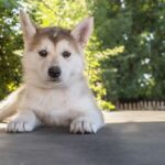 Parvovirose chiots salon Aubagne