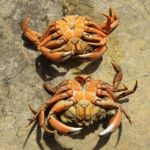 interdiction ebouillanter crabes