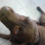 Adoption d’animaux SPA 2024