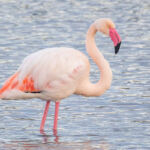 Concours photo Hyères flamant rose