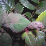 Botrytis