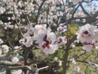 Palmarès 2024 Villes et Villages Fleuris Que faire dans le Var les 11 au 13 avril ? Tous les événements du week-end avec horaires, lieux et animations à ne pas manquer. Cuers abricotiers en fleurs