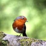 Var retraité braconnage rouges-gorges condamnation