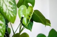 Conseils printemps plantes d’intérieur
