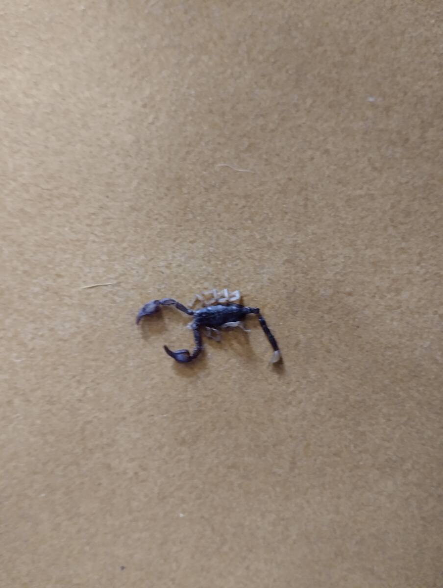 scorpion euscorpius
