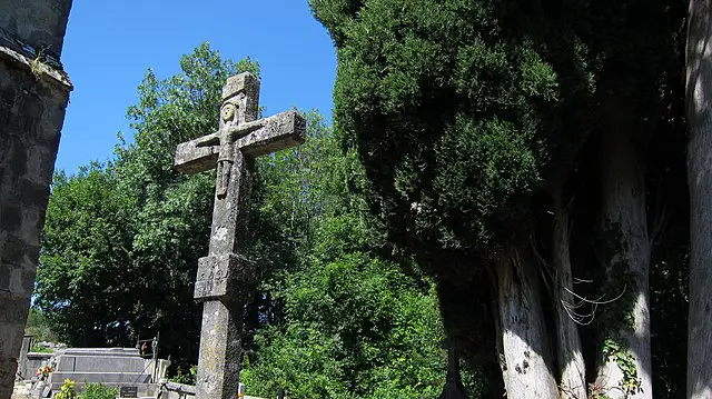 Cyprès dans un cimetière
