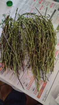 Asperge sauvage Var