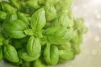 Basilic