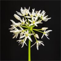 plantes toxiques Agenda Var 5 au 9 mai