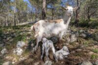 Naissance chevreaux Mont Faron