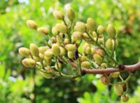 le pistachier