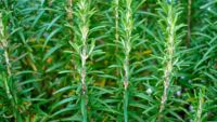 Romarin bienfaits usages phytothérapie