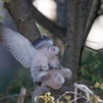 Tourterelles accouplement