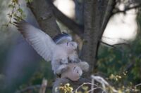 Tourterelles accouplement