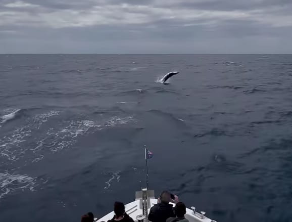 baleine de Minke Bandol