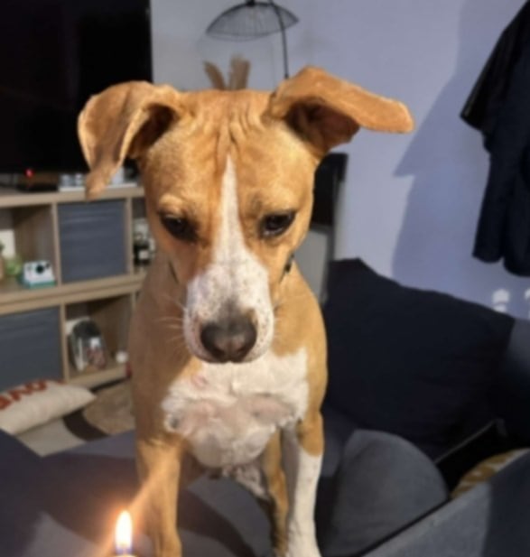 chien chien canapé éducation comportement maître Var