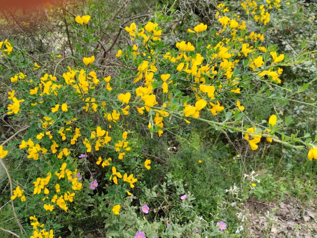 genêt en fleur Var printemps jaune